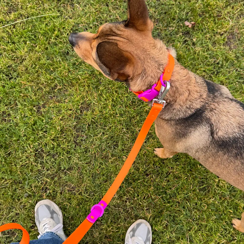 Collier biothane - Violet & Orange