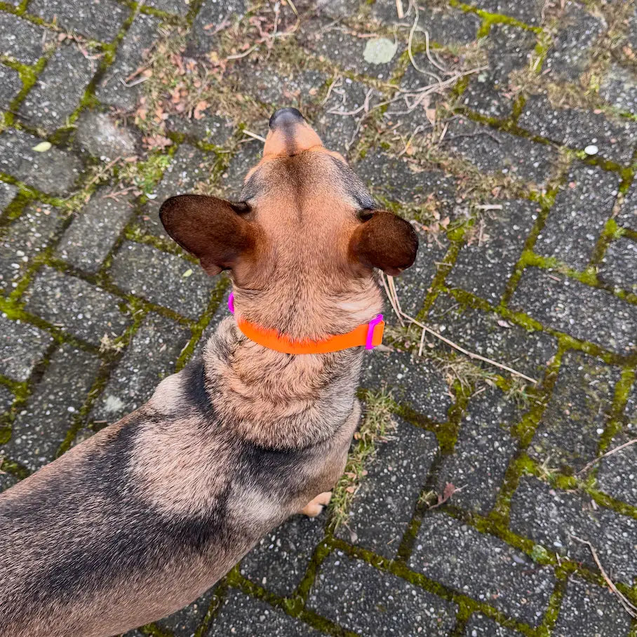 Collier biothane - Violet & Orange