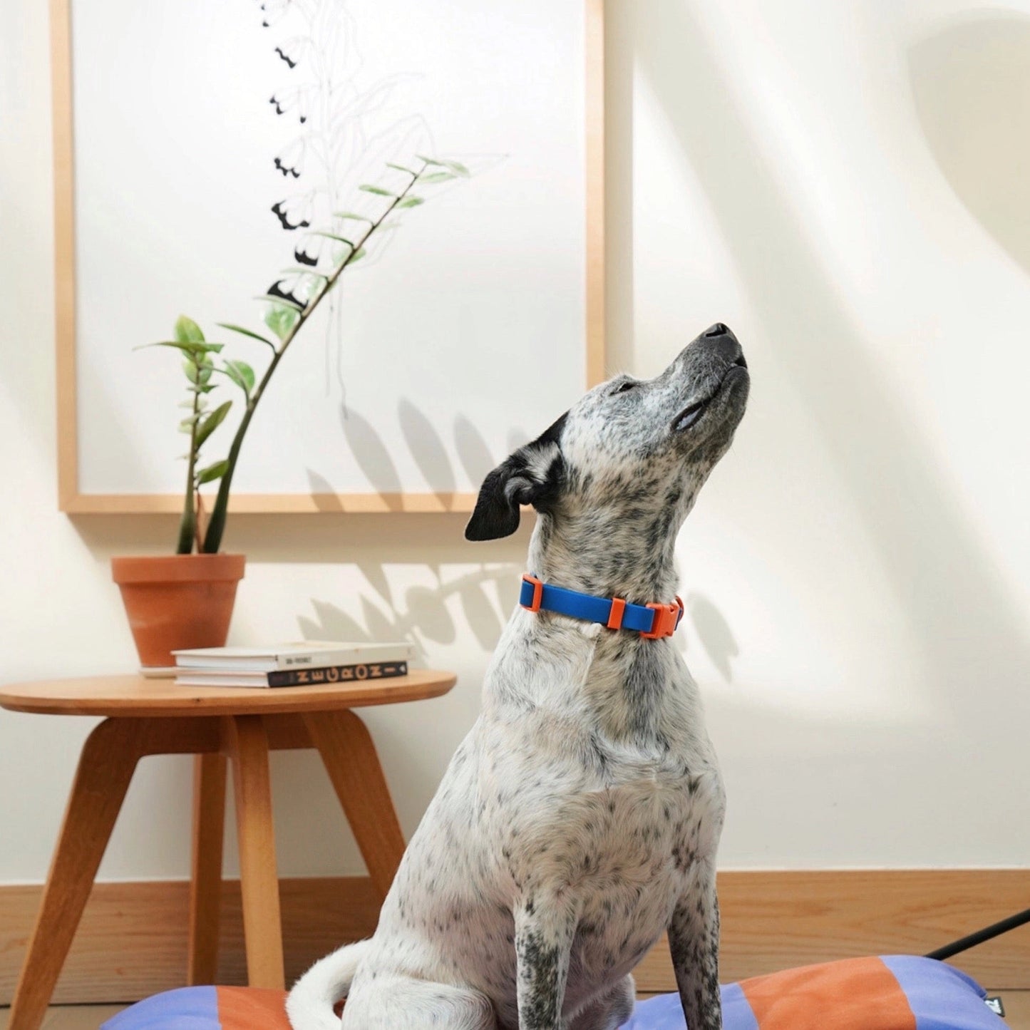 Laisse biothane - Bleue & Orange