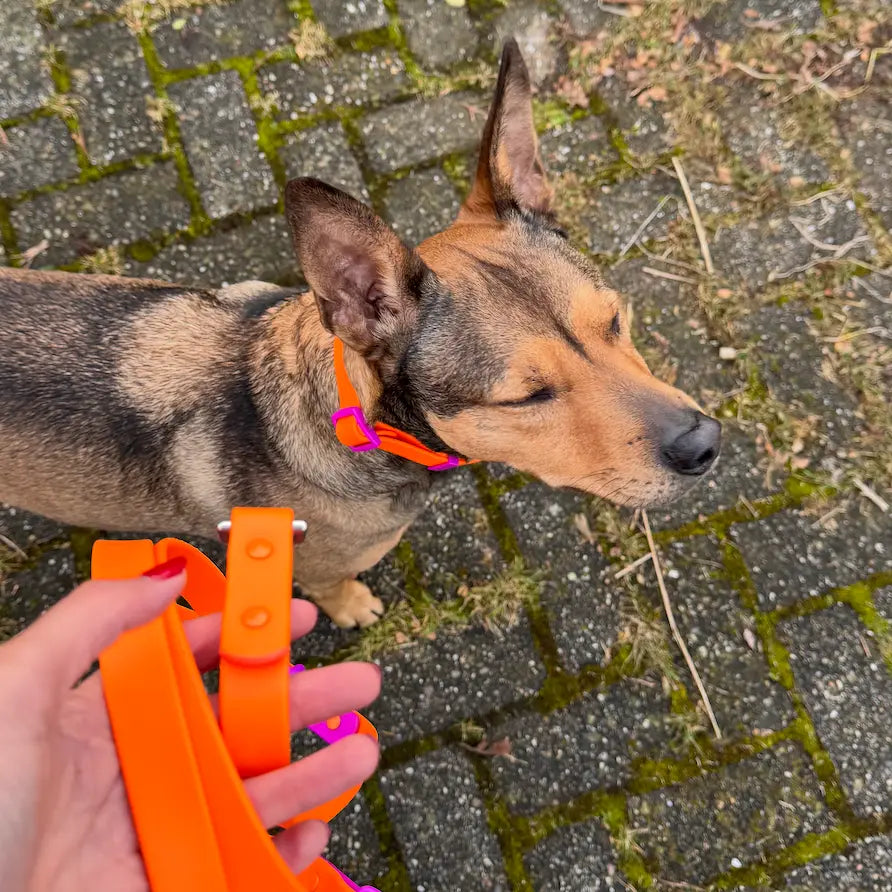 Laisse biothane - Violette & Orange